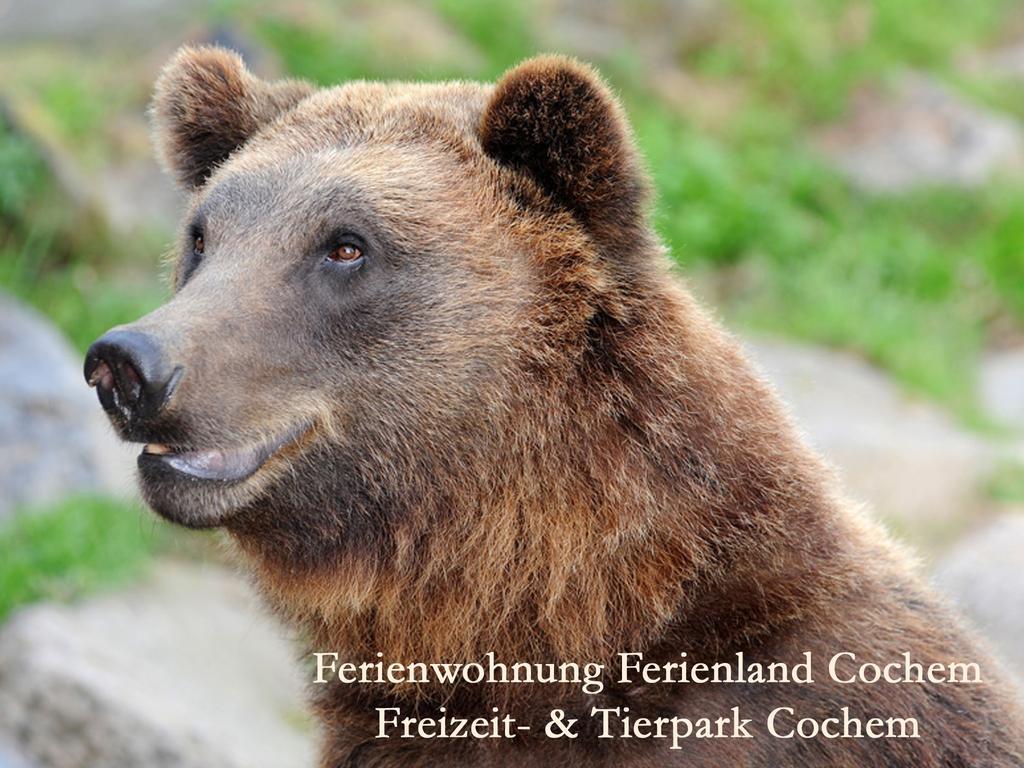 Ferienwohnungen Ferienland Cochem Брутиг-Фанкел Екстериор снимка